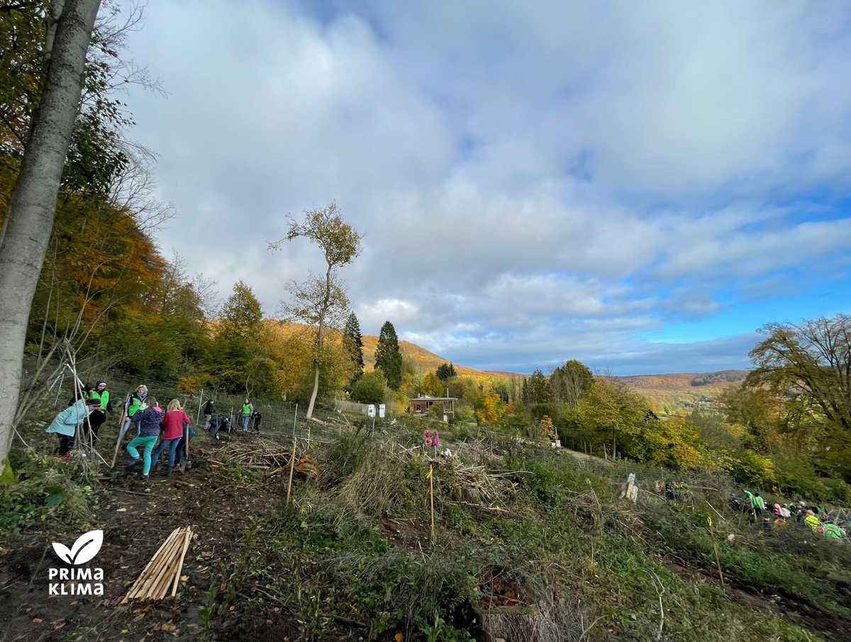 Kahles Waldstück mit Schülerinnen und Schülern am Aufforsten