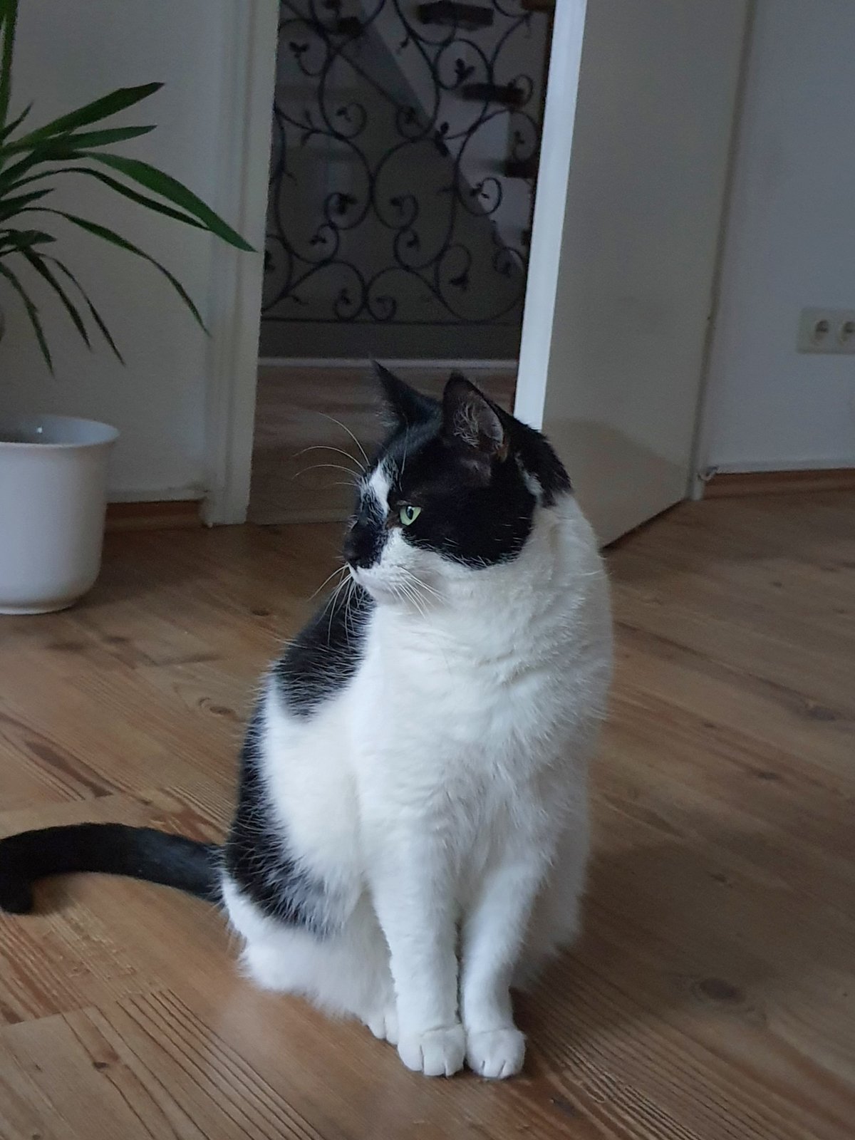 Kater Leopold