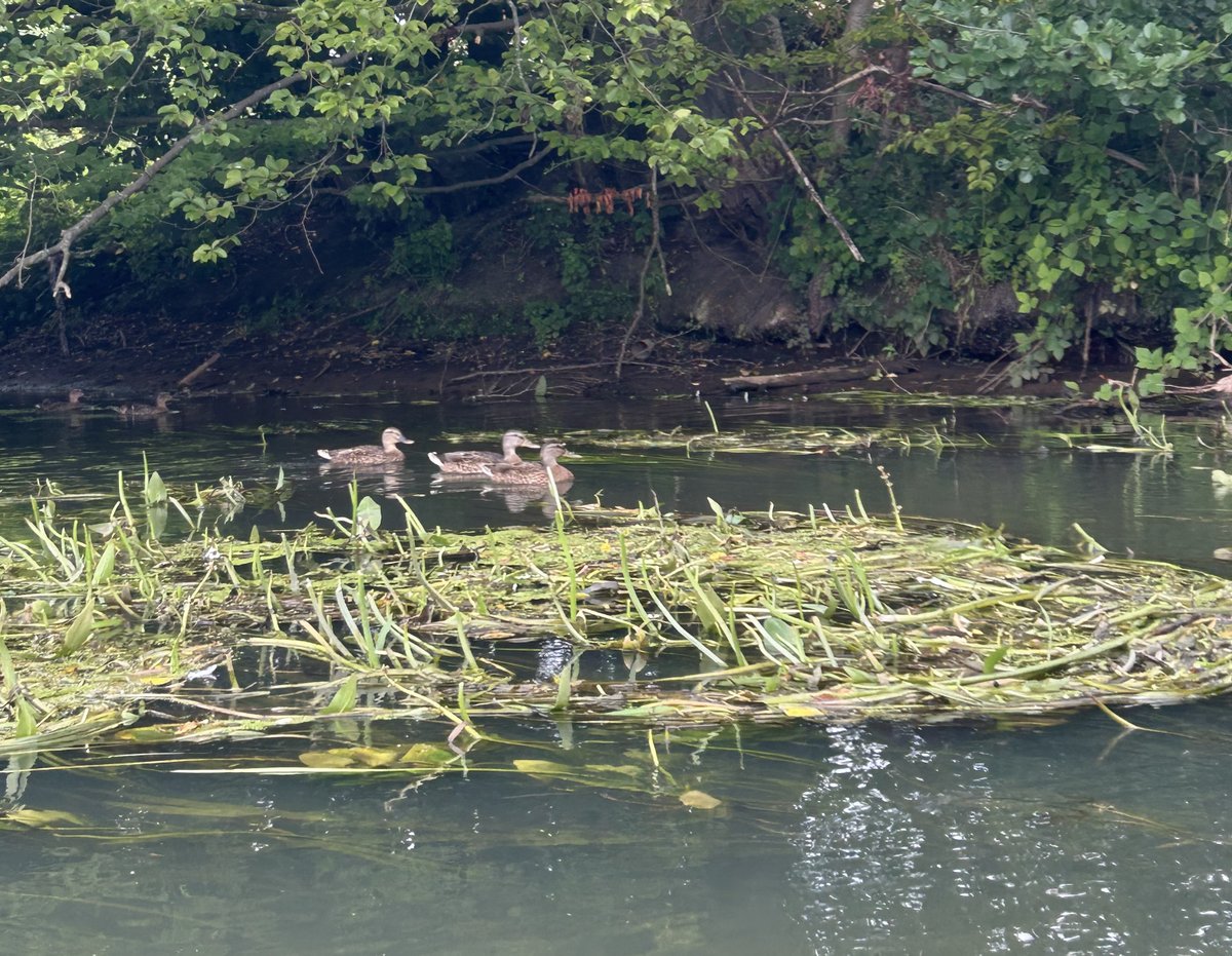 Enten