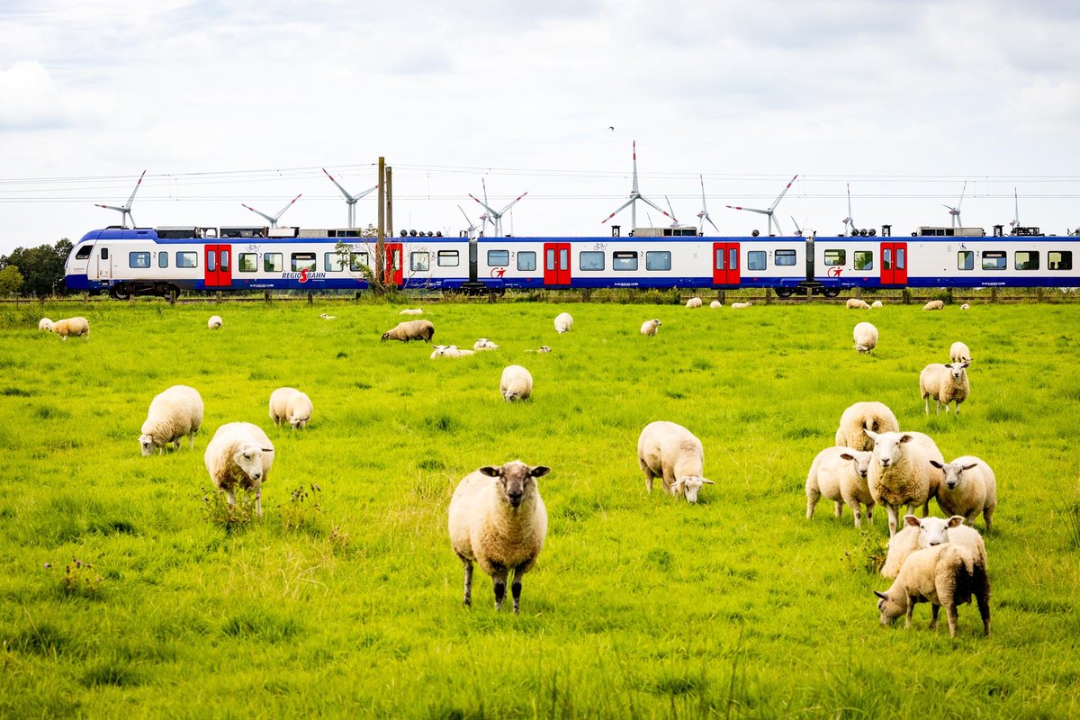 In Bremen und umzu fährt die Regio-S-Bahn. Ob die Schafe auch Osterlämmer bekommen haben? 