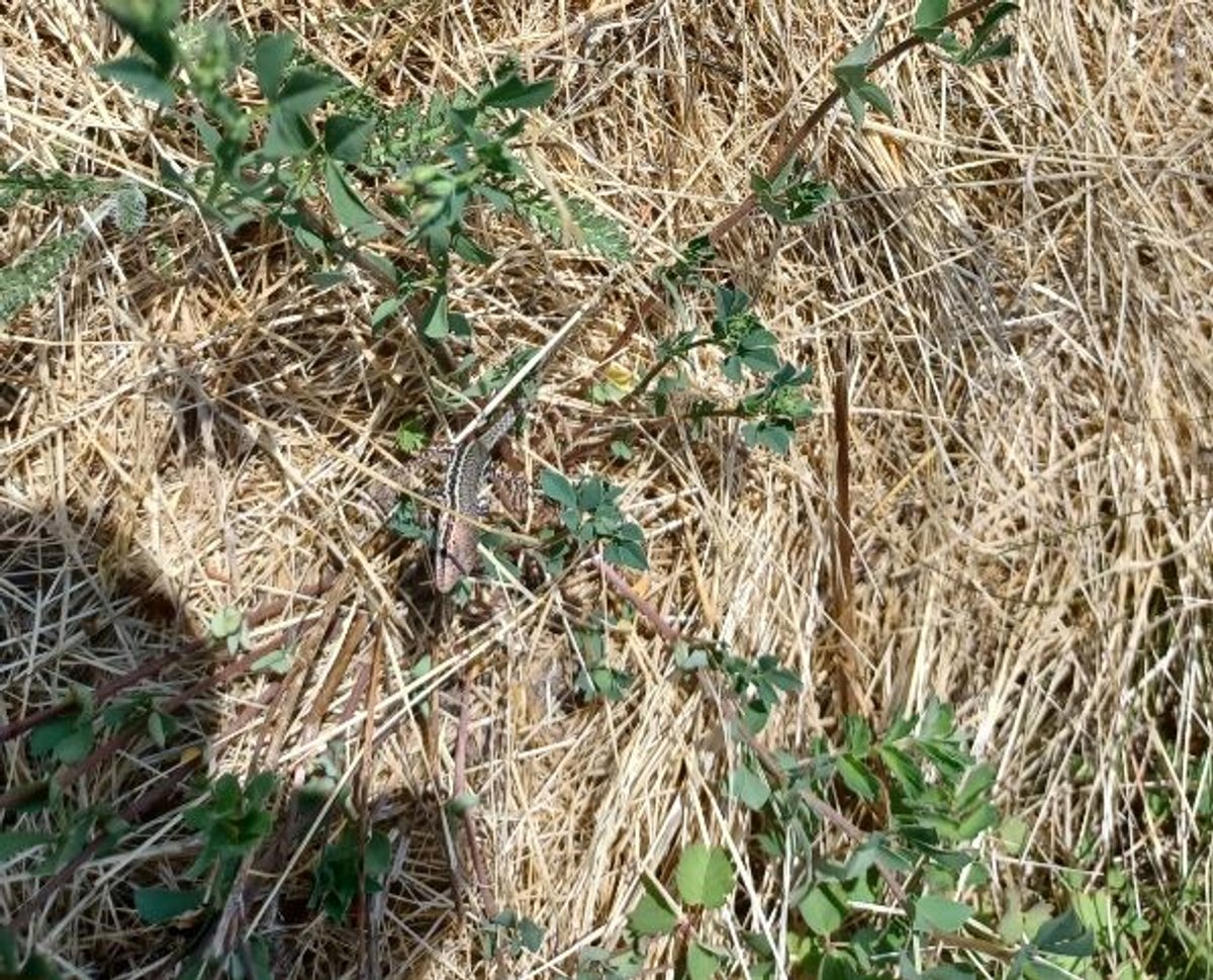 Eidechse im Gras 