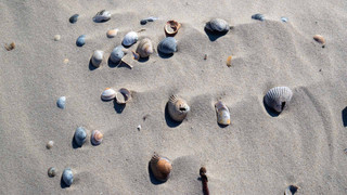 Nationalpark-Haus Wittbülten
