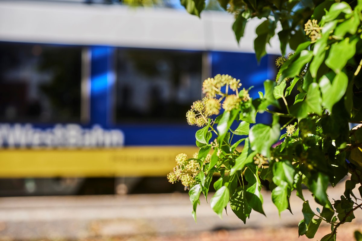 Im Netz Weser-Ems fährt die Hasenbahn (RB 58). 