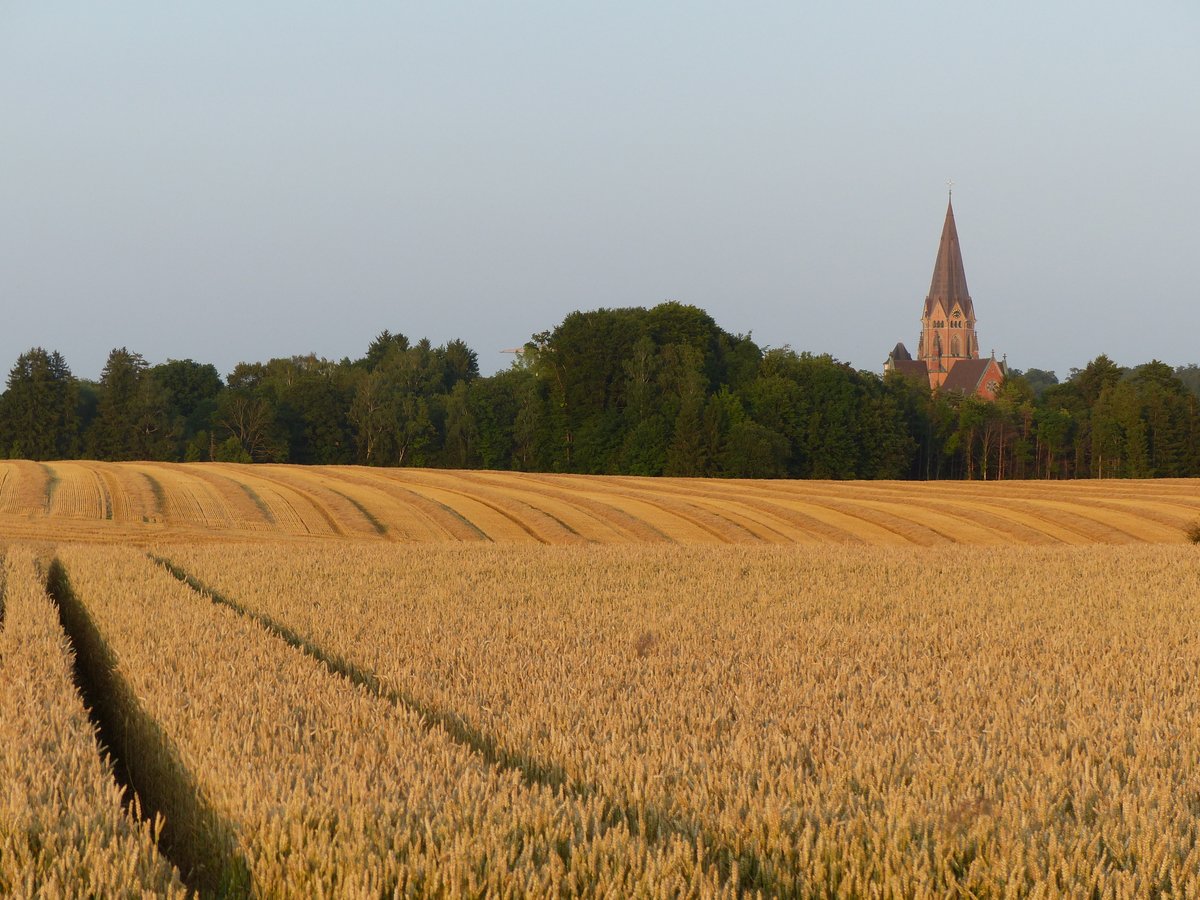 Getreidenernte bei Snakt Ottilien.