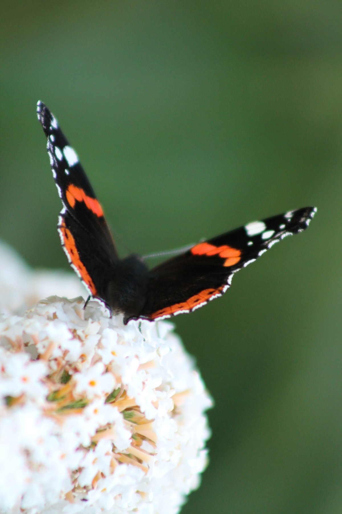 Entdeckt die kleinen Freuden auf dem Gartenfest im Museumsdorf Cloppenburg.