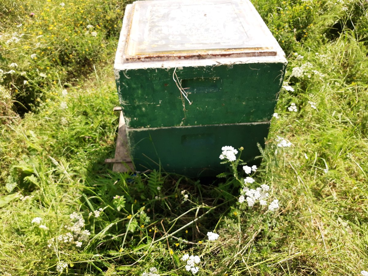 Honigbienen